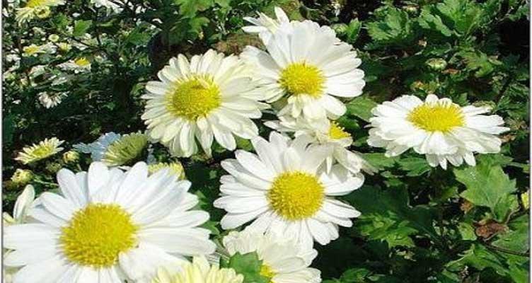白色菊花的花语是什么？如何用白色菊花表达情感？
