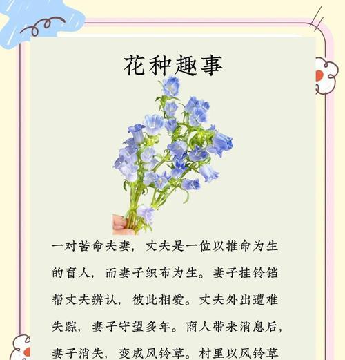 华丽风车的花语有哪些含义？如何用华丽风车传递爱意？