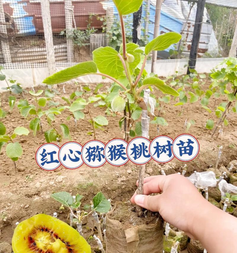 猕猴桃树的花语有哪些含义？如何用猕猴桃树传递爱意？