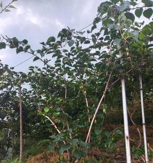 猕猴桃树的花语有哪些含义？如何用猕猴桃树传递爱意？