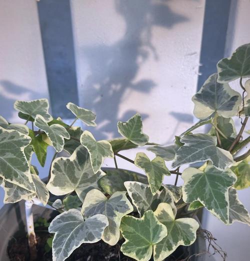 常春藤兰的花语是什么？如何用常春藤兰表达情感？