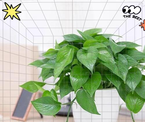 吊绿萝传递了哪些花语？它象征着什么？