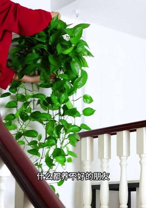 吊绿萝传递了哪些花语？它象征着什么？