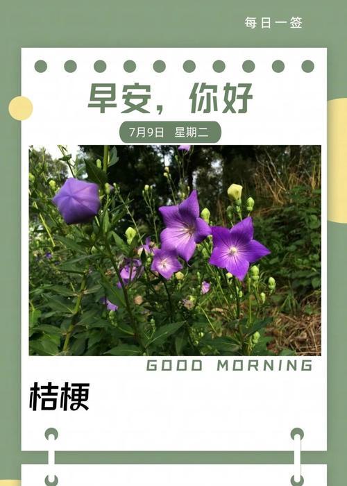 蓝白桔梗花语有何寓意？它象征着什么？