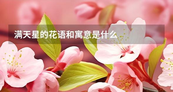 满天星的花语是什么？它在花语中代表什么？