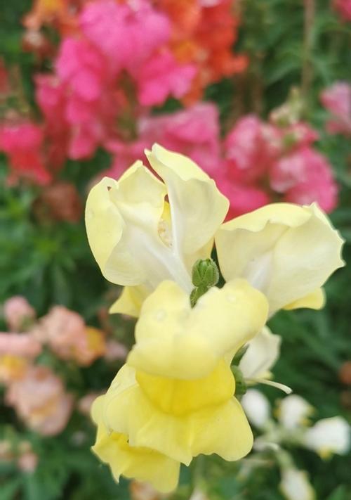 姫金鱼花的花语是什么？它象征着什么？