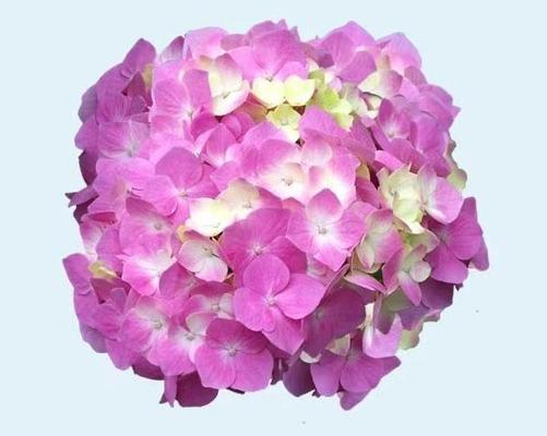 球形花的花语有哪些？它们代表了什么意义？