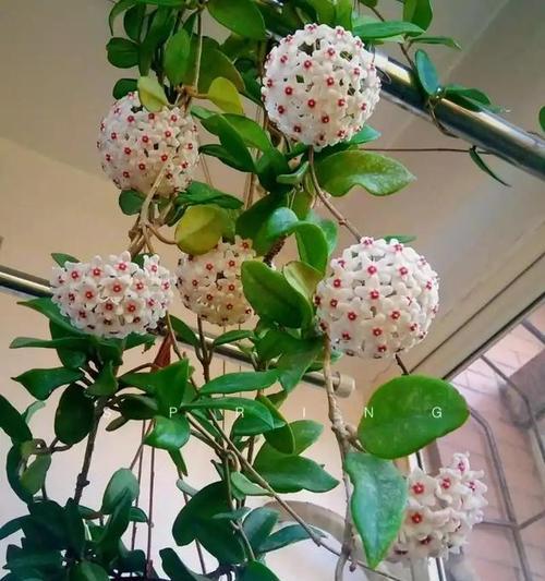 球形花的花语有哪些？它们代表了什么意义？