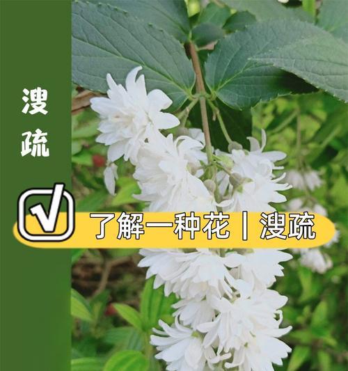 球形花的花语有哪些？它们代表了什么意义？