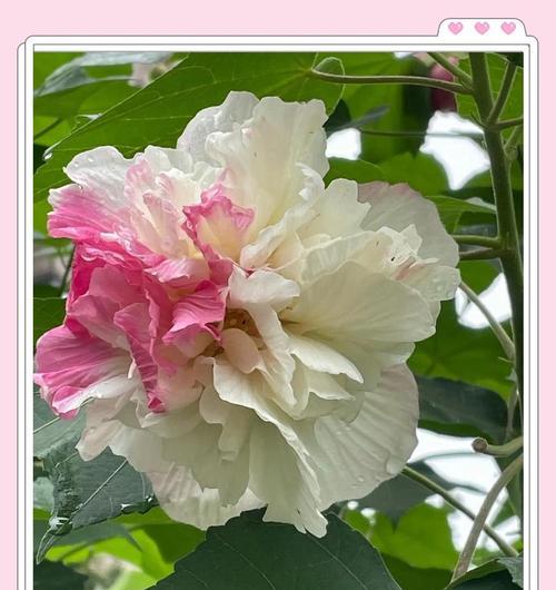 山芙蓉花的花语是什么？它传递了哪些情感？