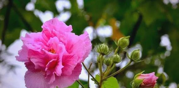 山芙蓉花的花语是什么？它传递了哪些情感？