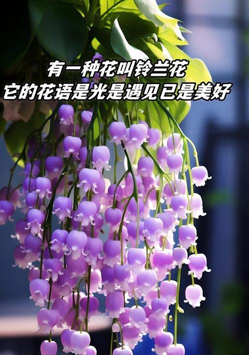 千层丝花的花语有哪些？它象征着什么？