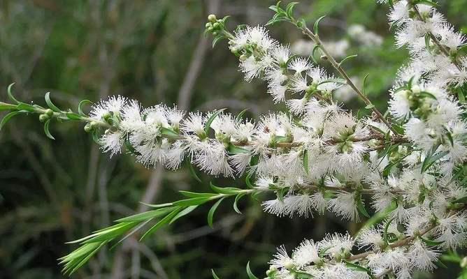 千层丝花的花语有哪些？它象征着什么？