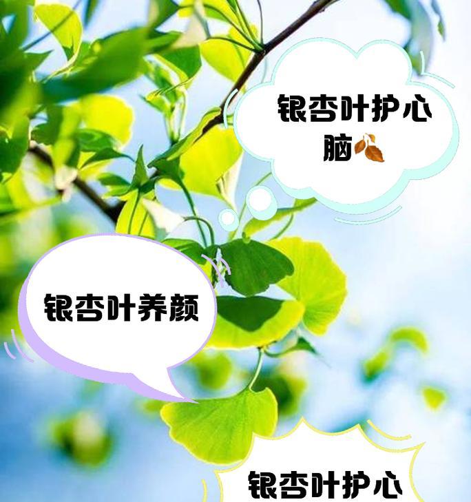 双银杏叶的花语是什么？它代表了什么意义？