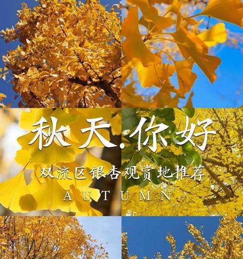 双银杏叶的花语是什么？它代表了什么意义？