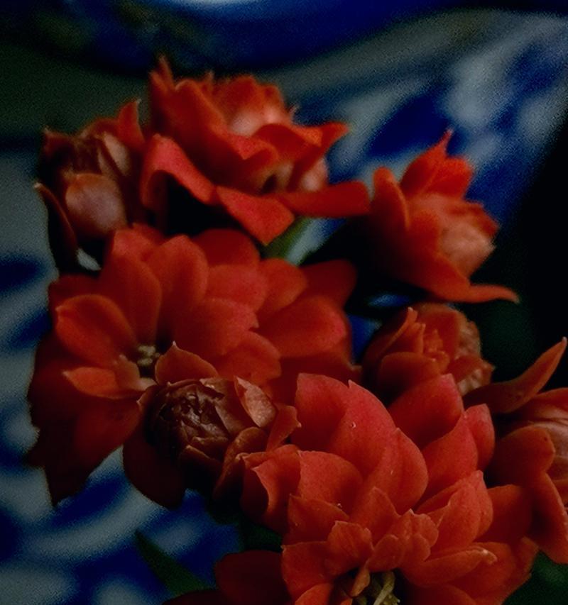 金姬鱼花的花语是什么？它象征着什么？