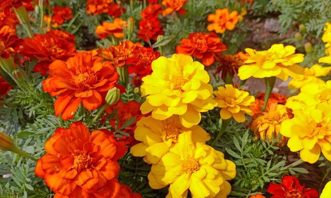 夏天开的花有哪些花语？它们代表了什么？
