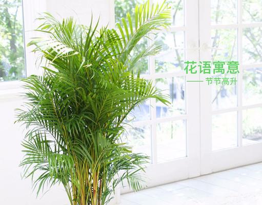 凤尾竹的花语是什么？它象征着什么？