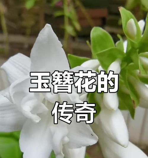 子萼玉簪的花语是什么？它代表了什么意义？