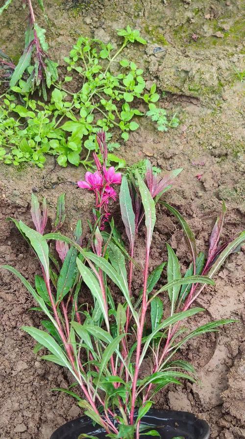玉蝶香花的花语是什么？它象征着什么？