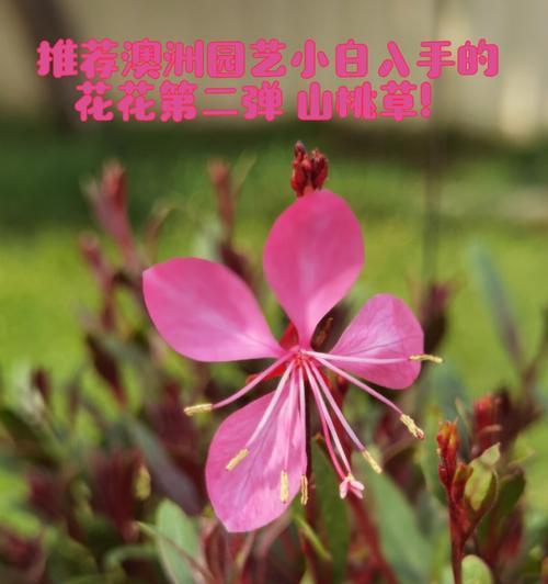 玉蝶香花的花语是什么？它象征着什么？