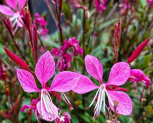玉蝶香花的花语是什么？它象征着什么？