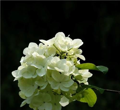 小煞菊的花语有哪些？它传递了哪些情感？