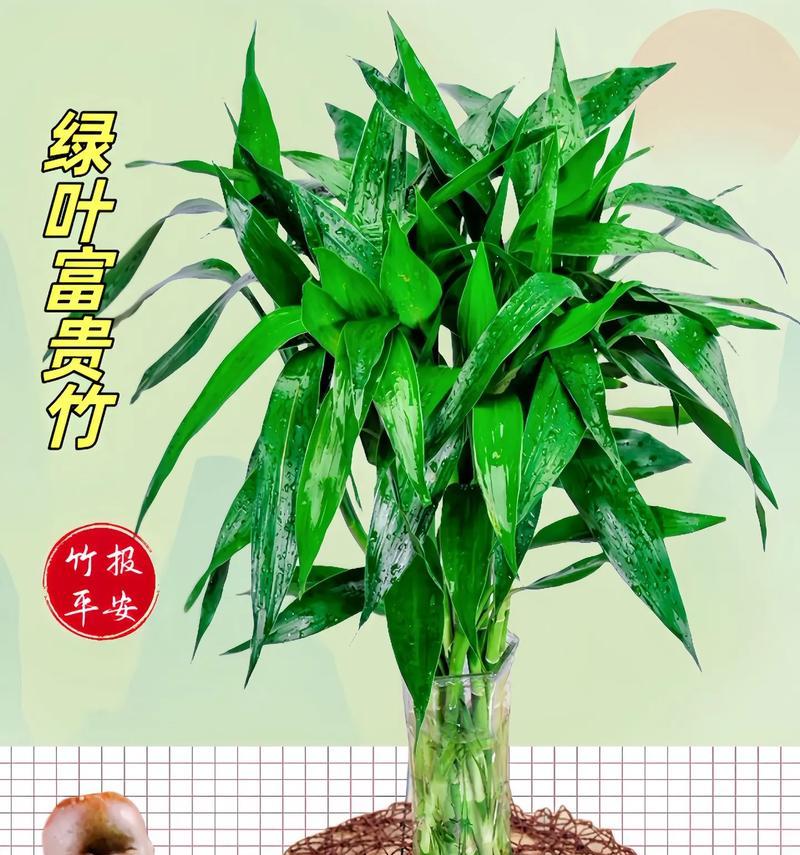 大吉大利花语有何寓意？如何在节日中使用？