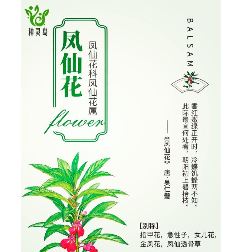 凤仙花语大全有哪些？如何挑选合适的凤仙花？