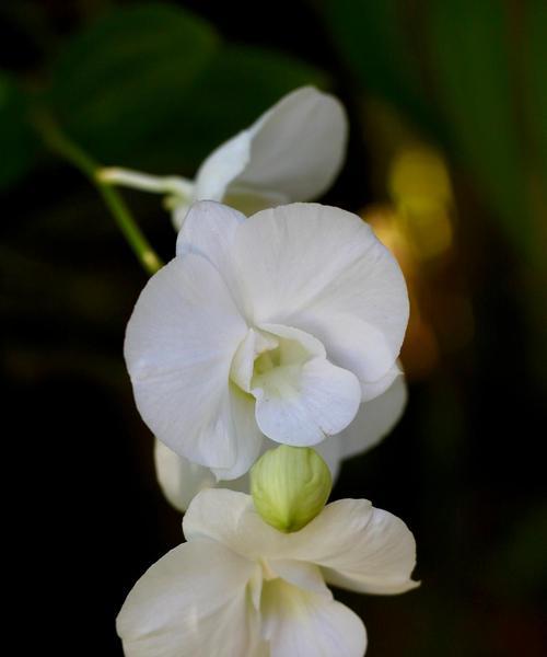 紫夜来香花语是什么？如何用它来装饰家居？