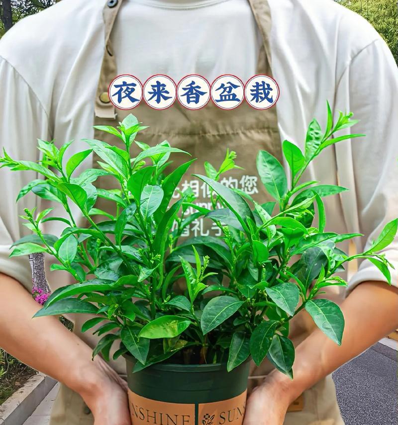 紫夜来香花语是什么？如何用它来装饰家居？