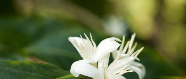 紫夜来香花语是什么？如何用它来装饰家居？