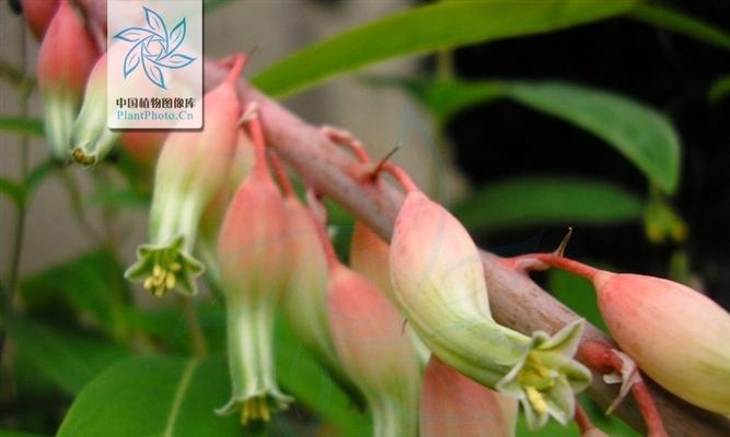 子宝花的花语有何含义？适合送给谁？