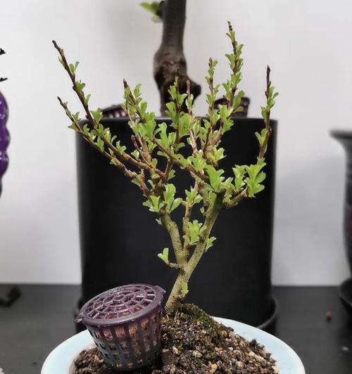 子宝花的花语有何含义？适合送给谁？