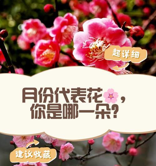 花语是几月份最应景？如何根据月份选择花卉？
