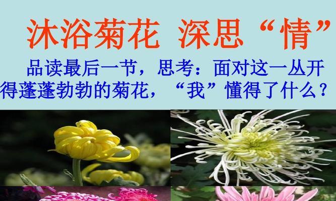 菊花的花语有哪些？如何用菊花表达情感？