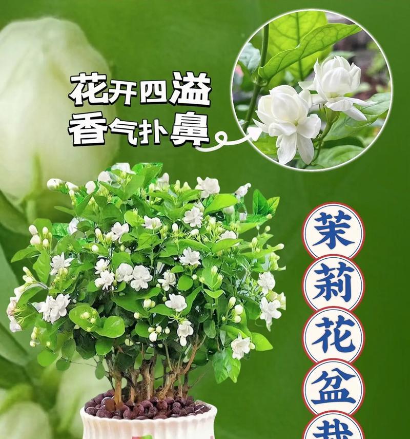 唯一花语的花有哪些？如何挑选表达独一无二的花？