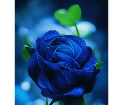 唯一花语的花有哪些？如何挑选表达独一无二的花？