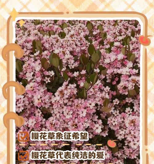 樱花花语象征着什么？如何在春天表达浪漫？