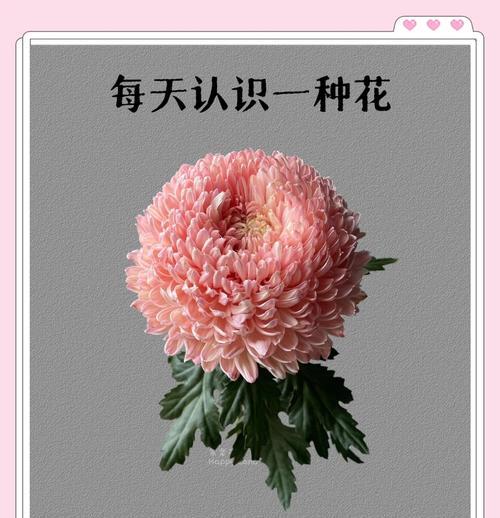 叶上牡丹花语是什么？如何用它来表达富贵？