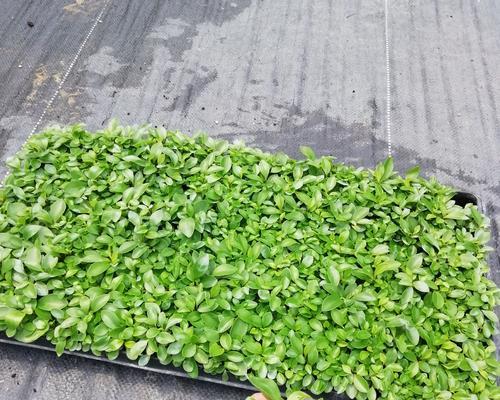 圆叶椒草花语代表什么？如何用它来净化空气？