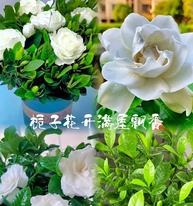 栀子花有花语吗？如何用栀子花表达纯洁的爱？