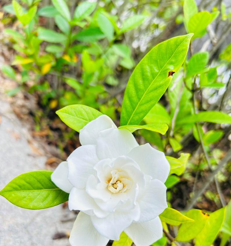 栀子花有花语吗？如何用栀子花表达纯洁的爱？