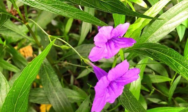 紫翠芦莉的花语有哪些？如何理解紫翠芦莉的花语？