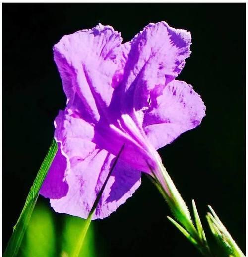紫翠芦莉的花语有哪些？如何理解紫翠芦莉的花语？