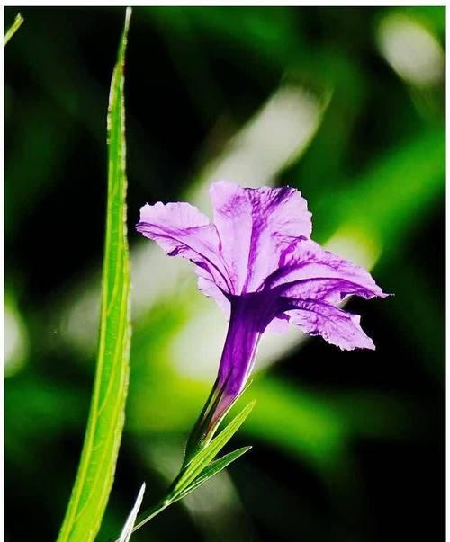 紫翠芦莉的花语有哪些？如何理解紫翠芦莉的花语？