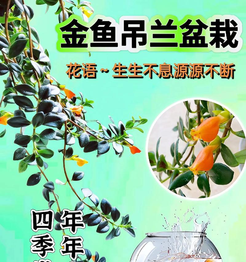 白吊兰花的花语是什么？它代表了哪些含义？