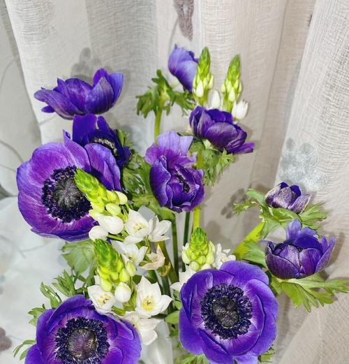风之花的花语是什么？它代表了哪些含义？