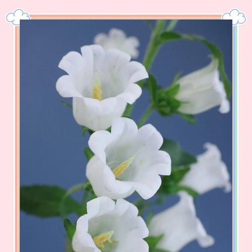 风之花的花语是什么？它代表了哪些含义？