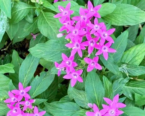 花语繁星3d的花语是什么？它象征着什么？